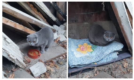 Beautiful cat. Maybe lost. Or need a new home - Moscow region, Homeless animals, In good hands, Helping animals, Lost, Maloyaroslavets, Kaluga region, No rating, cat