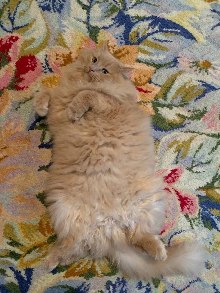 Cat. James the Cat - My, cat, Beautiful, Longpost, Pets, Belly, Fluffy, Redheads