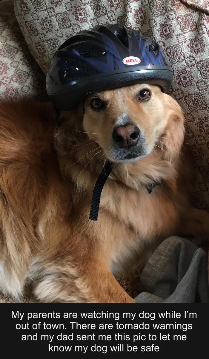 Still calmer... - Dog, Picture with text, Helmet, Safety, Milota