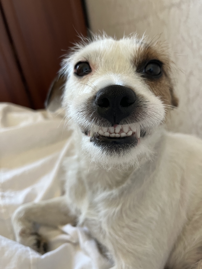 Улыбки в ленту! Джек-рассел-терьер, Собака, Улыбка, Позитив, Доброе утро