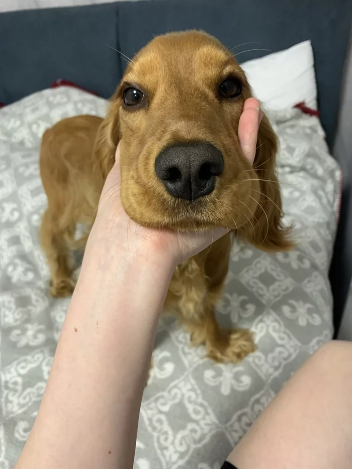 Color - My, Dog, Spaniel, Puppies, Positive, Longpost