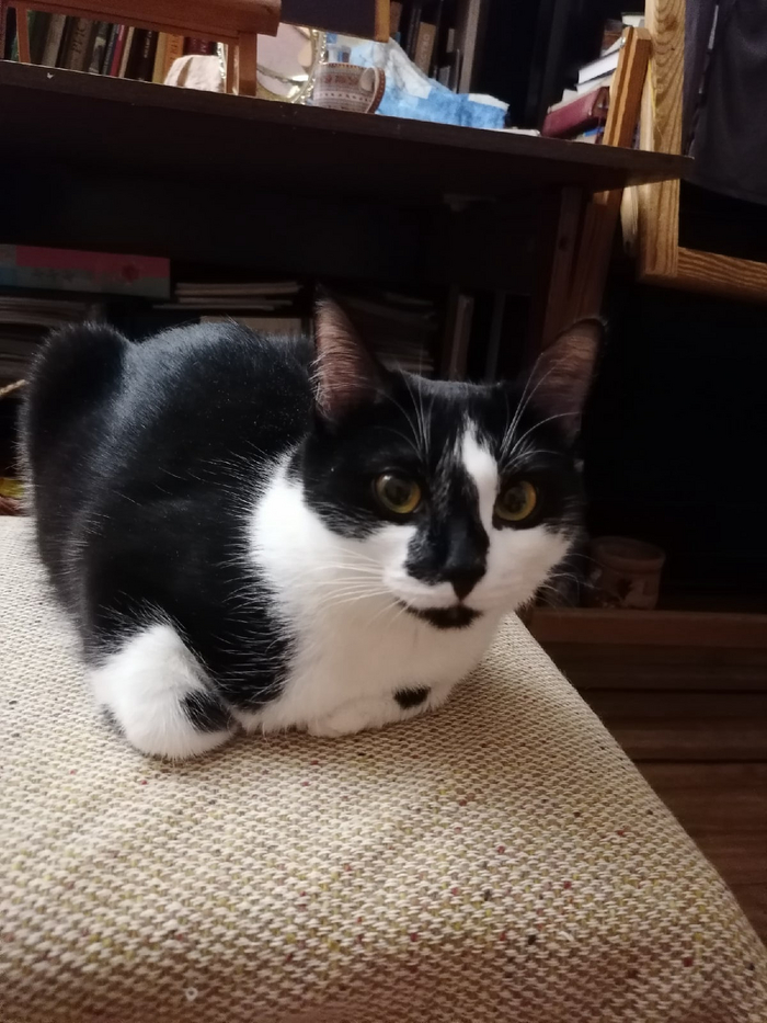 Черно-белая кошка ищет дом Без рейтинга, Кот, В добрые руки, Черно-белое, Помощь, Подмосковье, Московская область