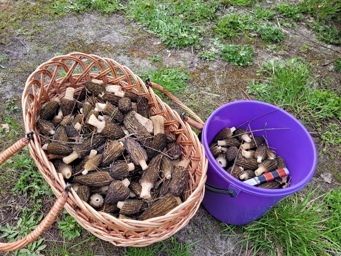 Race for the standings, morels 2022 - My, Mushrooms, Spring, Lipetsk region, Morels, Mushroom pickers, Walk, Longpost