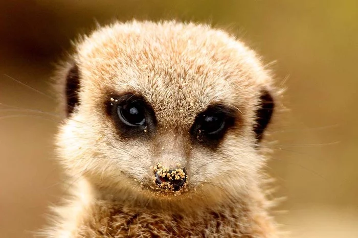 Yoke - The photo, Wild animals, Meerkat