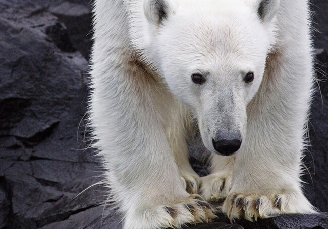 White Emigrants: How Climate Change Affects Polar Bears - The Bears, Polar bear, Wild animals, Habitat, Species conservation, Red Book, Global warming, Climate change, Ecology, Around the world, Longpost