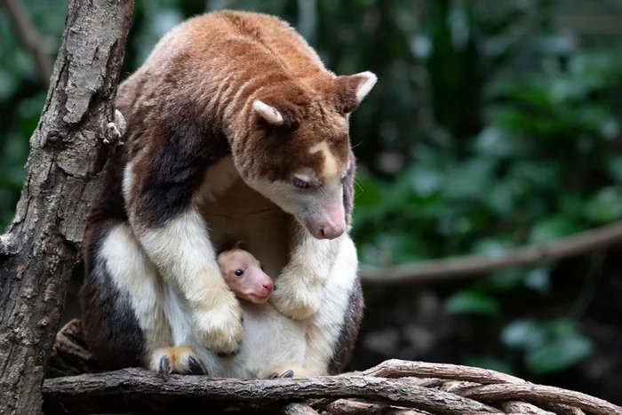 A baby tree kangaroo was born at the Bronx Zoo - news, Nature, Zoo, Tree kangaroo, Rare view