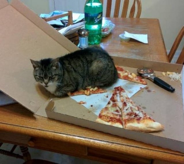 Everyone loves pizza - cat, Pizza