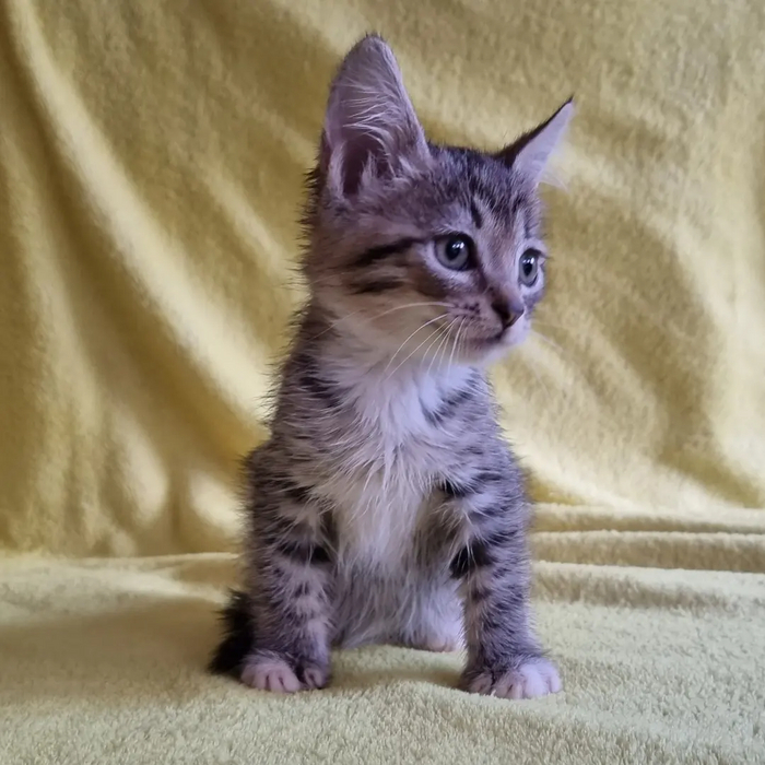 ��������� ���� � ���� ������, ���, � ������ ����, ������, ������ ��������, �������� ��������, ��� ��������, ����������