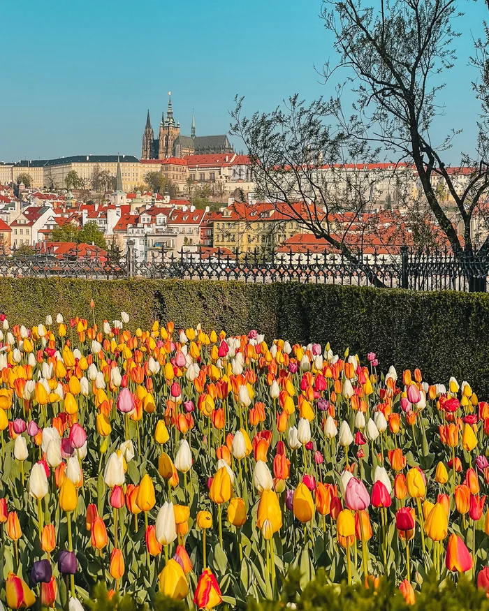 Весна в Праге - Моё, Чехия, Прага, Фотография, Пражский град, Весна