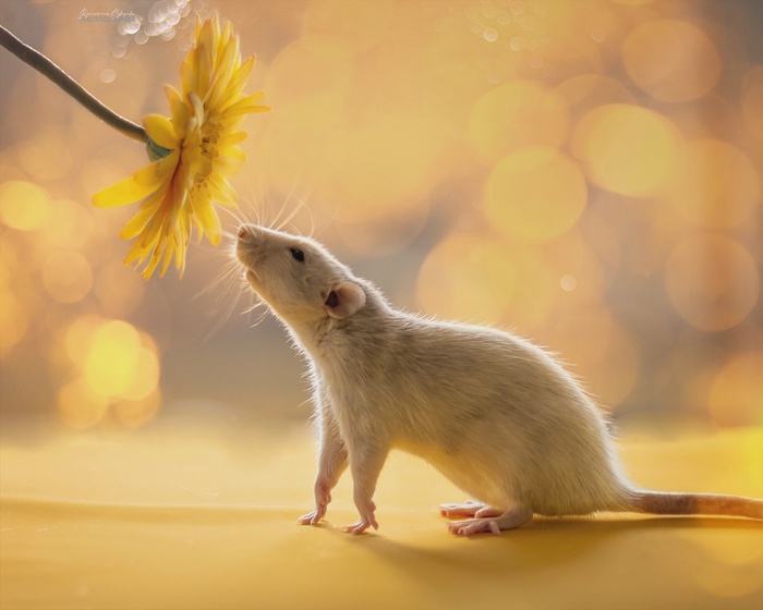 ���� ������, �����, ����������