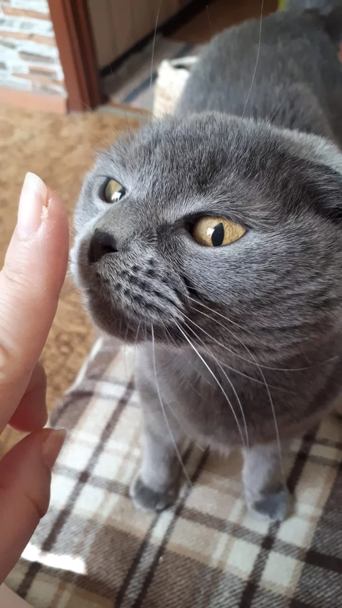 You need to start the day with cats - My, cat, Scottish lop-eared, A good day, Pets