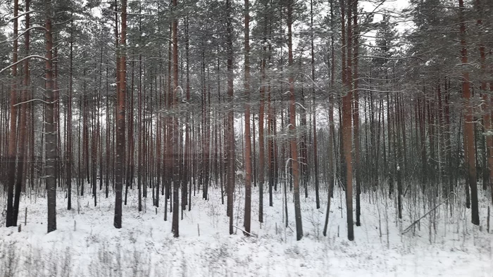 Travel in the wilderness of the Tver region. The slowest train in Russia Zemtsy is Zharkovsky. Part Three - My, Railway, Travels, The nature of Russia, Public transport, Travel across Russia, A train, Russian Railways, Train, Tver region, Wilderness, Winter, Railway station, Pskov region, Longpost