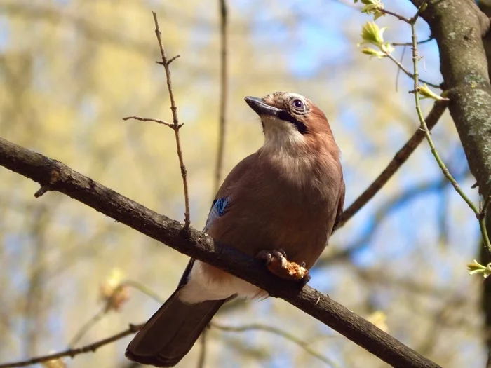 Jay P... just Jay :) - My, Jay, Ornithology League, Birds, The nature of Russia, Nature, The photo, Photo hunting, Spring, Moscow, Milota, Ornithology, beauty of nature