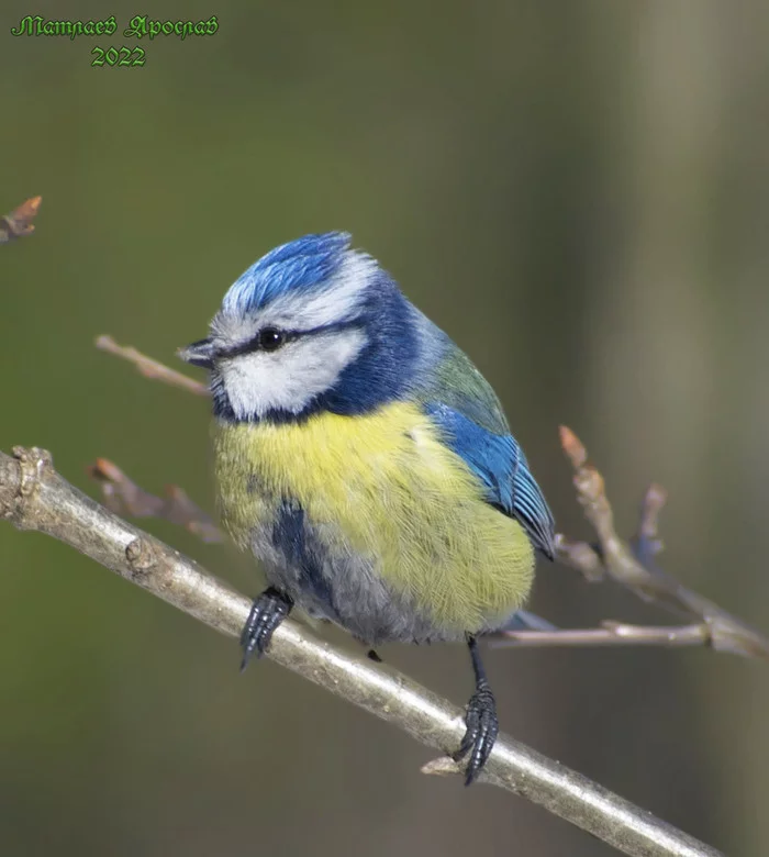 World. Labour. May - My, Birds, The nature of Russia, Ornithology, Nature, Hobby, The photo, Photo hunting, Schelkovo, 1st of May, Demonstration, beauty of nature, Spring, Longpost