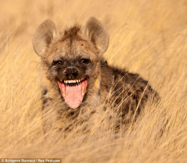 Social features of spotted hyenas (those that can laugh) - Hyena, Spotted Hyena, Wild animals, Informative, Humor, Comments on Peekaboo, Screenshot