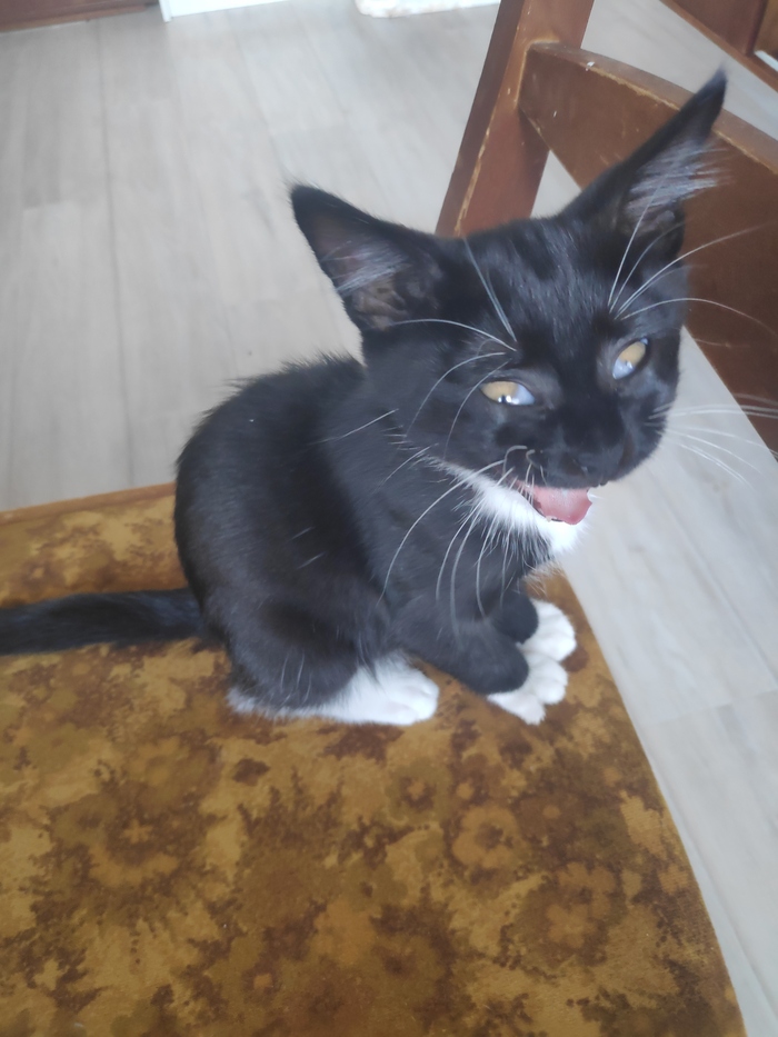 Тишка. 3 месяца Домашние животные, Кот, Длиннопост