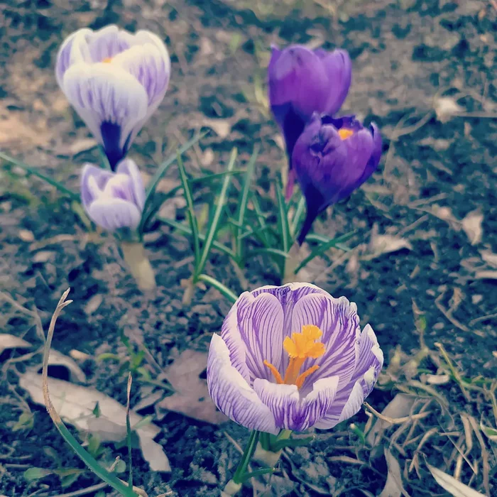 Not the first spring, but... - My, Photo on sneaker, Flowers, Spring, Longpost, Mobile photography