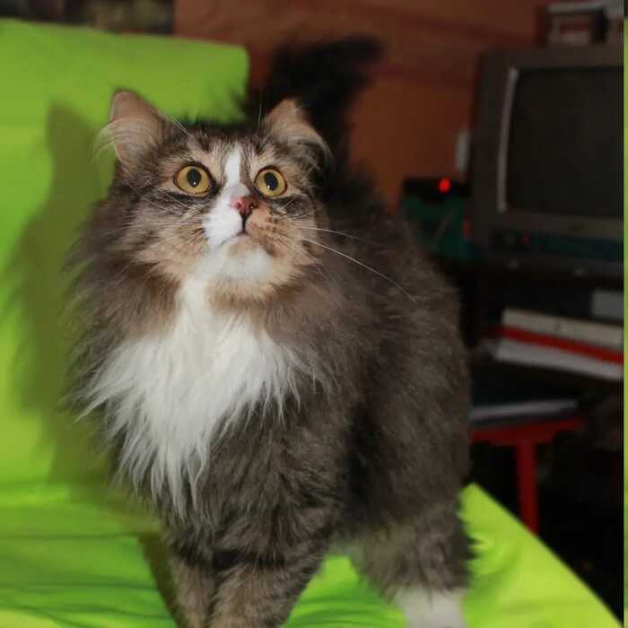 Without rating.Aushkino.Cat Vasya is looking for a house - My, In good hands, Helping animals, Homeless animals, Lost, Animal Rescue, Pushkino, Longpost, cat, No rating