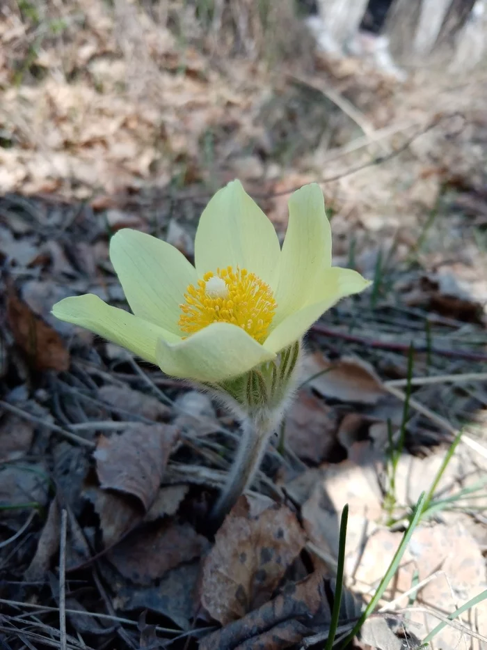 Siberian snowdrop (shooting, dream-grass) - Snowdrops flowers, Red Book, Longpost