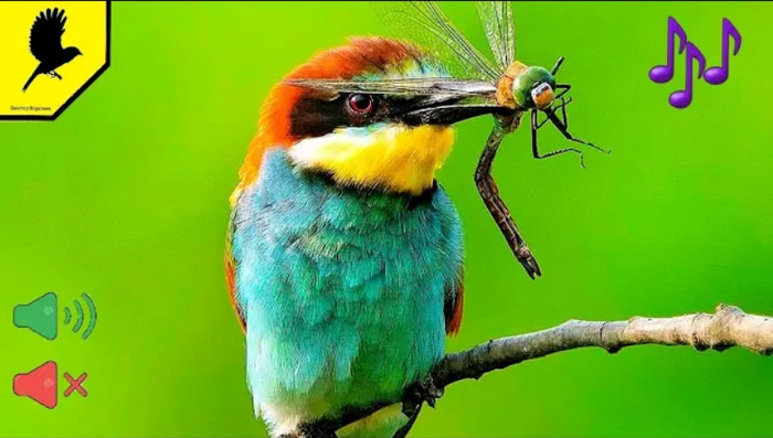 Голоса птиц. Золотистая щурка (Merops apiaster)