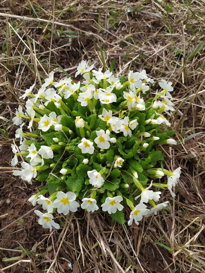 Because of the news, we began to forget about what is really important. - My, Spring, Flowers, Milota