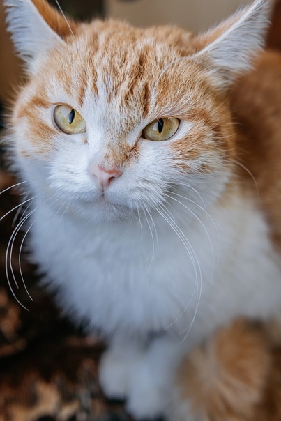 Photography and cats - My, Animal shelter, Homeless animals, Helping animals, Permian, Perm Territory, Nytva, cat, Longpost