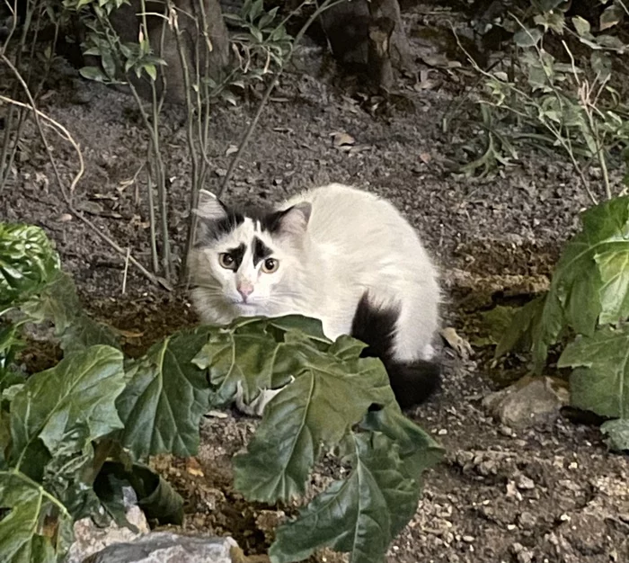 Yalta Cat - My, The photo, Animals, cat