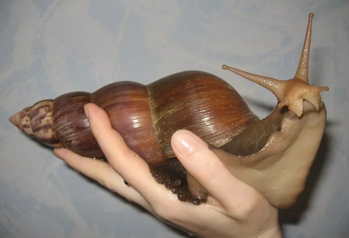 The wet beauty and pleasure of the primitive essence - My, Health, beauty, Snail, Achatina, Pleasure, Mask, With your own hands, Tenderness, Leather, Youth, Femininity