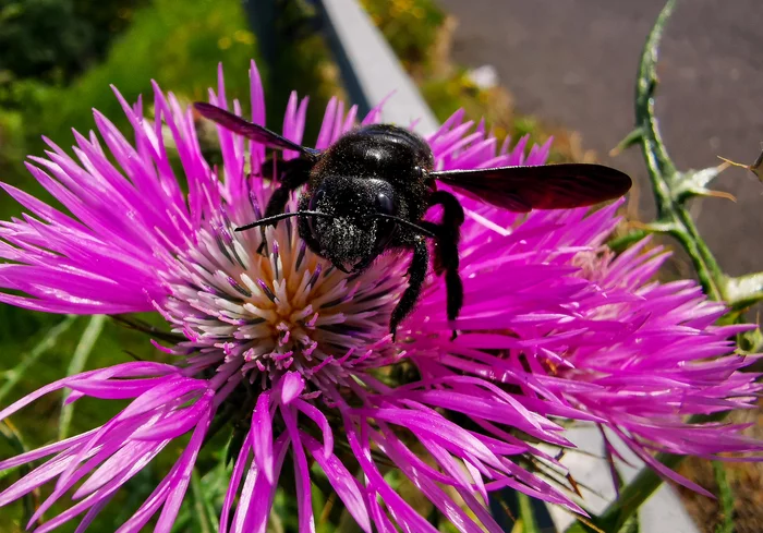 NLCH (Unknown Flying Wonder) - My, The photo, Macro photography, Nature, Huawei, Huawei P30 PRO, France, Mobile photography