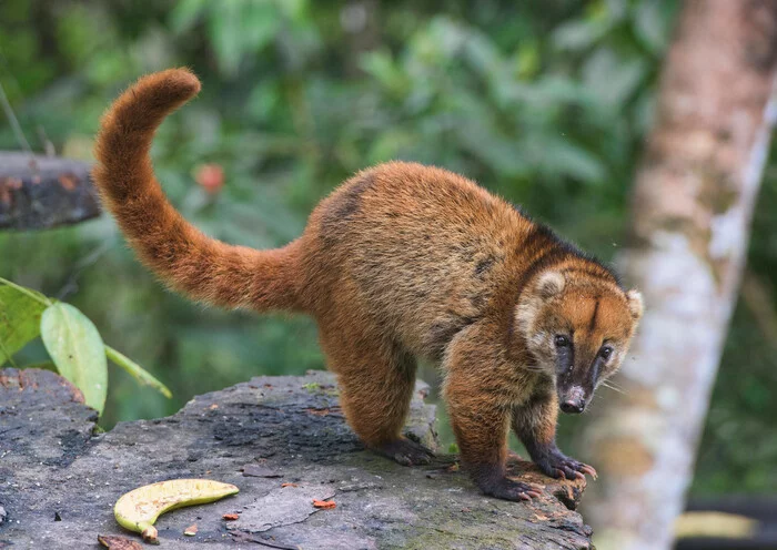 Vulnerable species: how a rare animal was in the center of a large city in the south of Brazil - Noses, Coati, Wild animals, Predatory animals, Interesting, Aerodrome, Brazil, South America, Video