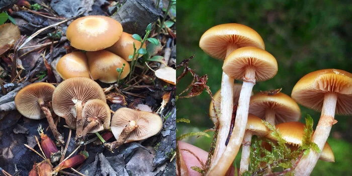To eat or not to eat: that's the question... - My, Mushrooms, Poisoning, Autoclave, Forest, Notation, Informative, Blanks, Longpost
