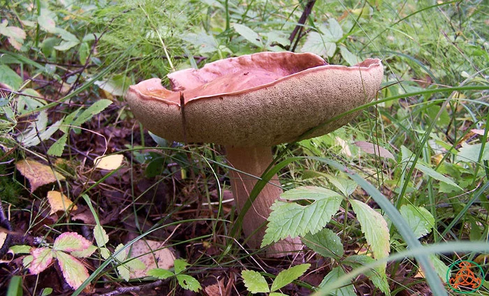 To eat or not to eat: that's the question... - My, Mushrooms, Poisoning, Autoclave, Forest, Notation, Informative, Blanks, Longpost