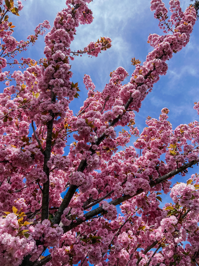 Kerch blooms - My, Kerch, Crimea, Russia, Sakura, Cherry, Spring, Bloom, The photo