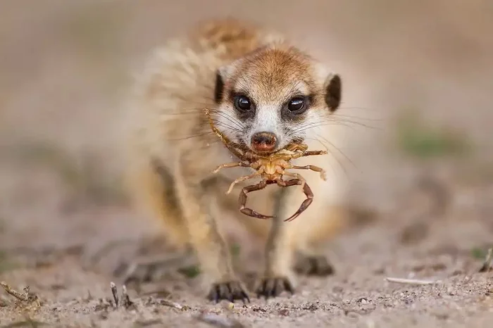 Successful hunt - Wild animals, The photo, Meerkat, Scorpions