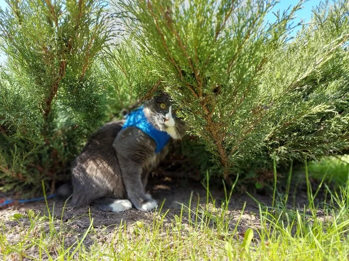 When I first found myself in nature - My, cat, Kurilian Bobtail, Nature, Longpost