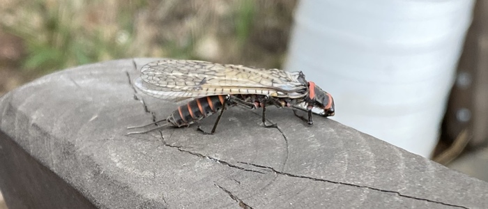 Загадочное насекомое