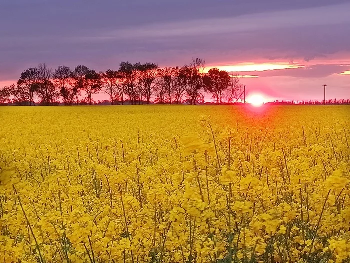 May Day sunset in Kuban - My, Not photoshop, Russia, Battle of sunsets, Kuban