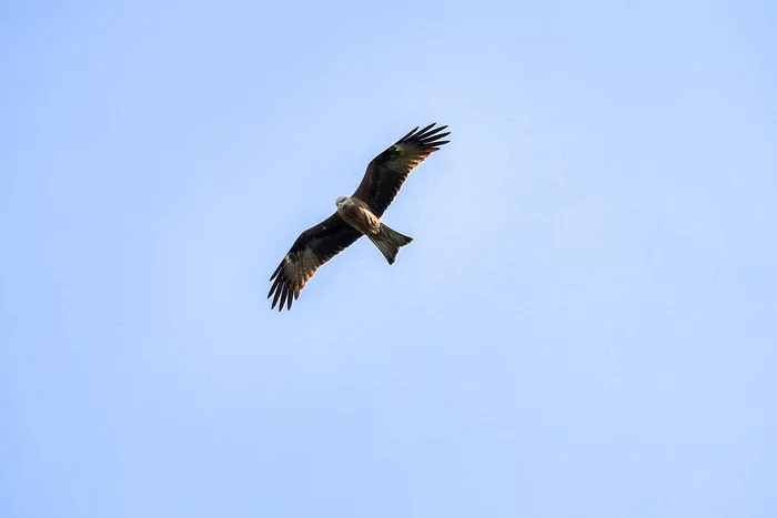 Kite - My, The photo, The nature of Russia, Kite, Predator birds, Ornithology, wildlife, Birds, Photographer, Flight, Canon, Telephoto lens, Подмосковье, Hobby, Photo hunting