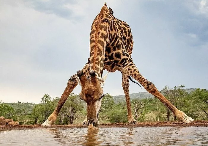 Response to the post Giraffe Neck - Wild animals, The photo, Giraffe, Artiodactyls, Waterhole, Reply to post