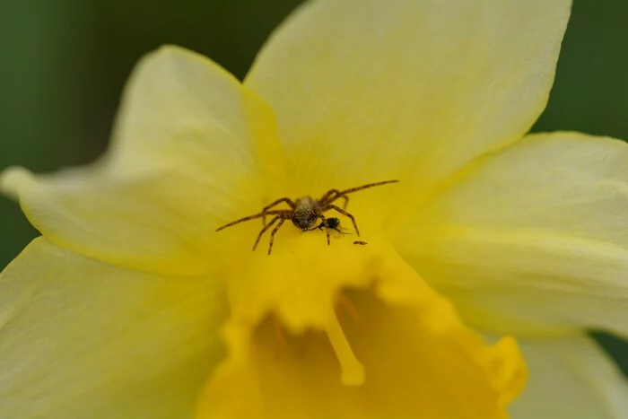 A spider eats a fly on a daffodil - My, Macro photography, Spider, Flowers, Insects, Plants, The photo