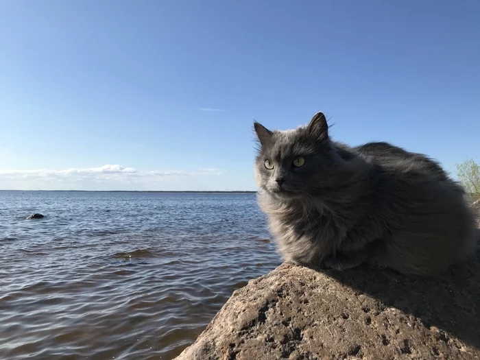 Beauty is a terrible force! - My, cat, Water, Nature, Sea