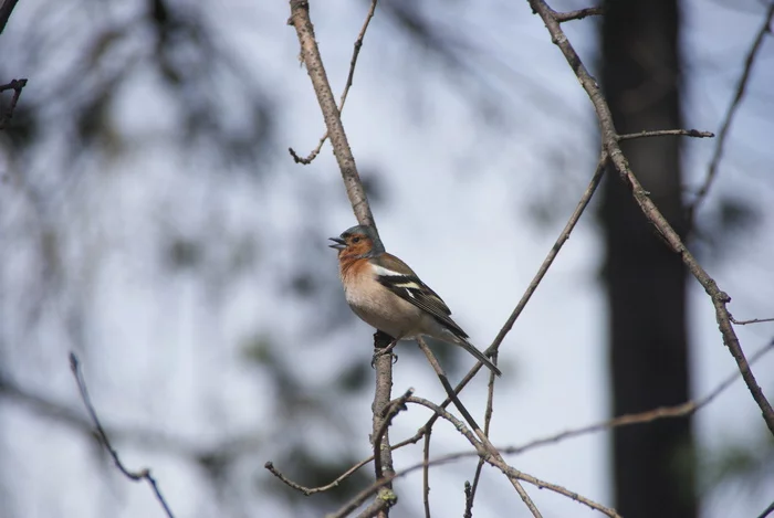 Finches - My, Finches, Birds, Wild animals