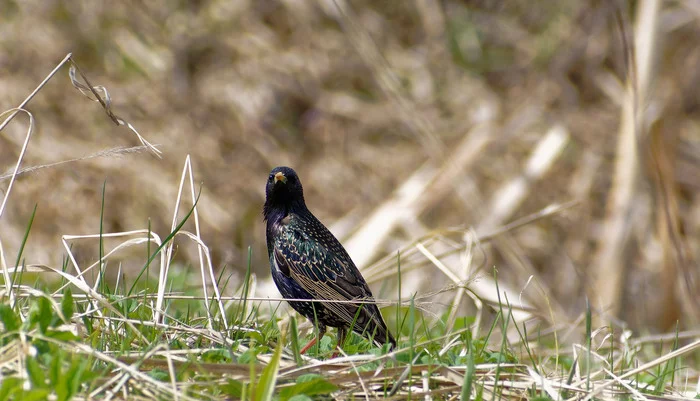 Troika - My, The nature of Russia, Birds, Nature, Spring, River, Klyazma, Animals, Starling, Bluethroat, Muskrat