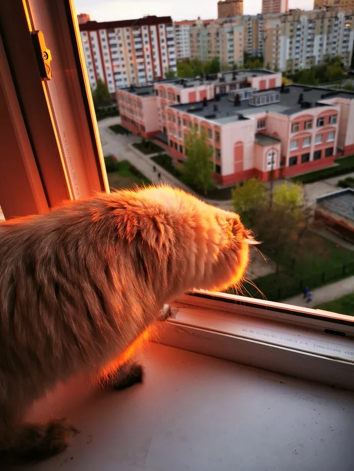 Firecat - My, Sunset, Spring, Heat, cat, Milota, Longpost