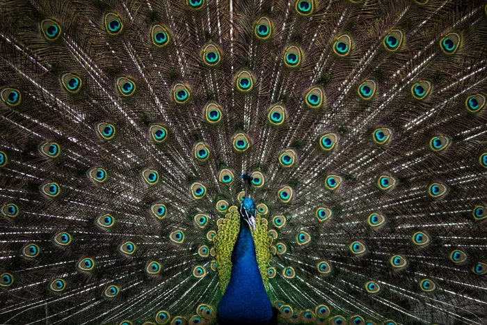 See how good I am - My, Photographer, Birds, Peacock, Zoo, Moscow