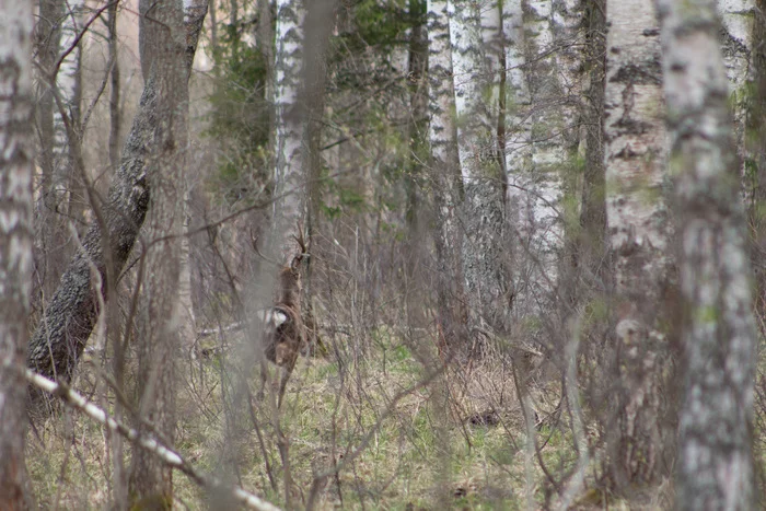 Spotted deer hunting - My, The photo, Animals, Nature, Wild animals, Photo hunting, beauty of nature, Deer, Gray heron, Heron, The nature of Russia, wildlife, Forest, Canon, Longpost