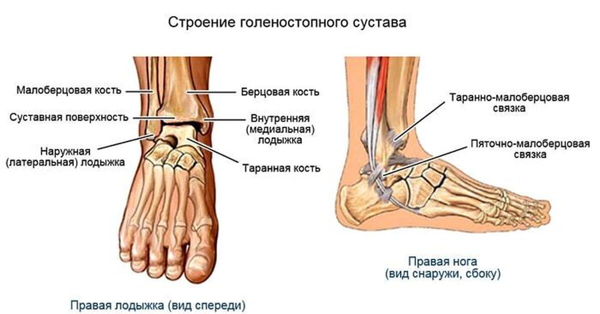 Где находится стопа. Голеностоп сустав строение анатомия. Строение голеностопа кости. Голеностопный сустав анатомия строение кости. Латеральная лодыжка голеностопного сустава.