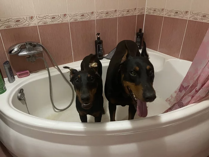 Hello, dear friends ! - My, Doberman, Dog, Happiness