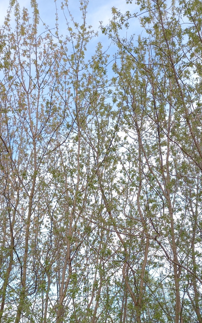 ������ ����� ����� � ����. ����� �����