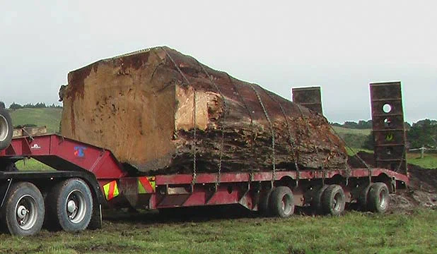 None of these giant trees were cut down. They are extracted from the ground, where they have lain for thousands of years. - Swamp, Tree, Fossil, New Zealand, Relict plants, Yandex Zen, Longpost